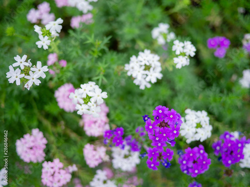 Pink and purple Lantana flowers Phakakrong blossom small spring on green beautiful and fresh background  beautiful flower