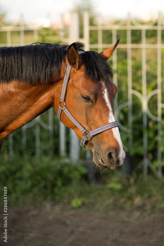Horse hanoverian red brown color with white  strip line