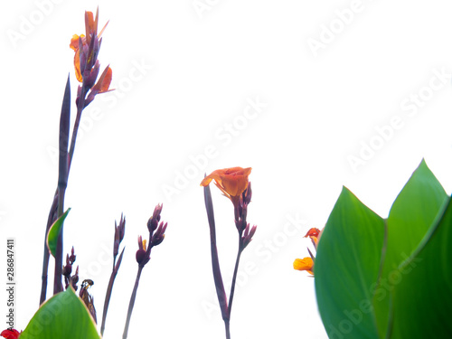 Indian shot or African arrowroot, Sierra Leone arrowroot,canna, cannaceae, canna lily, Flowers at the park, nature background photo