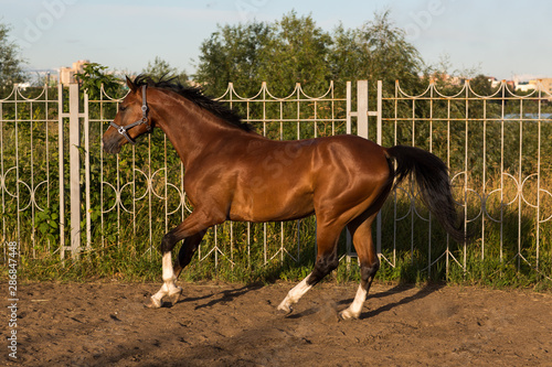 Horse hanoverian red brown color with white strip line