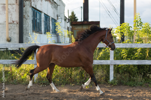 Vászonkép Horse hanoverian red brown color with white  strip line