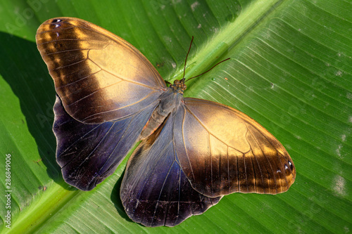 Giant owl butterfly  - Caligo memnon, beautiful large butterfly from Central America forests, Mexico.