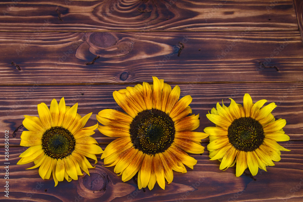 Obraz premium brown wooden background with yellow sunflowers