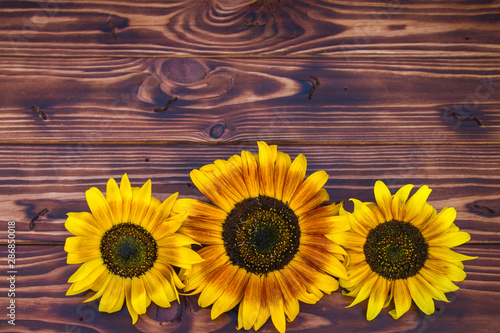 brown wooden background with yellow sunflowers