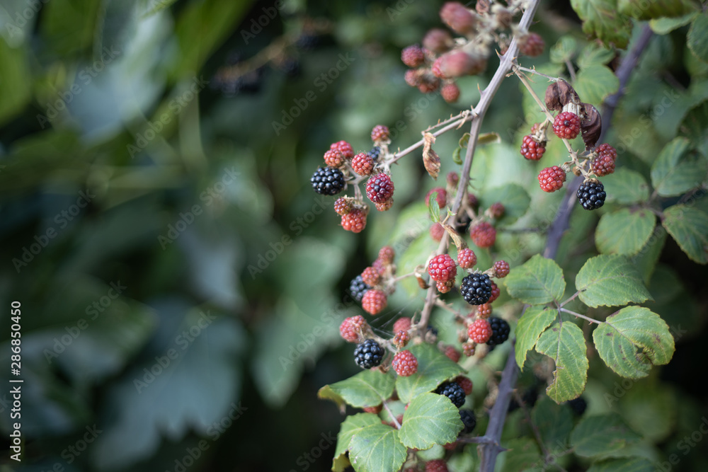 delicious red and black wild blackberries delicious red and black wild blackberries