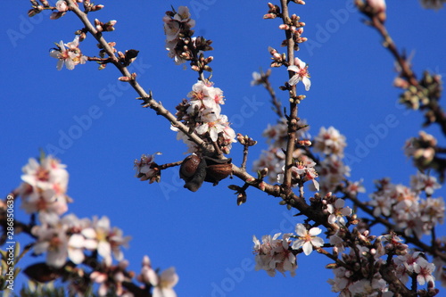 Beautiful blooming almond tree with flowers in full bloom