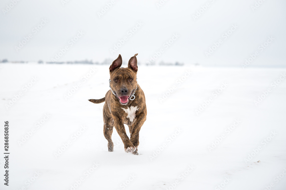 Happy striped American Staffordshire Terrier in the snow, Stafford in winter, running amstaff, jumping, redhead beautiful dog Terrier smiles and fun walks in the nature. AST in the winter Happy striped American Staffordshire Terrier in the snow, Stafford in winter, running amstaff, jumping, redhead beautiful dog Terrier smiles and fun walks in the nature. AST in the winter