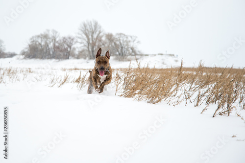 Happy striped American Staffordshire Terrier in the snow, Stafford in winter, running amstaff, jumping, redhead beautiful dog Terrier smiles and fun walks in the nature. AST in the winter