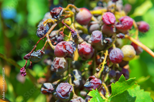 close up image of hanging rotten grapes