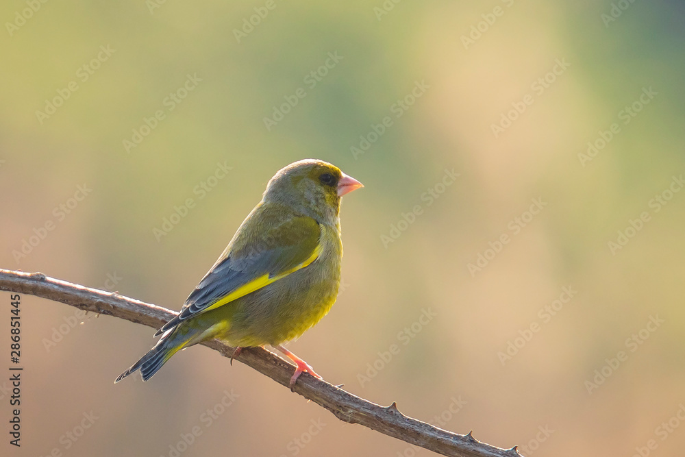 Greenfinch Chloris chloris bird singing