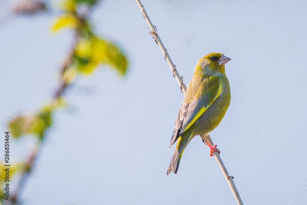 Greenfinch Chloris chloris bird singing