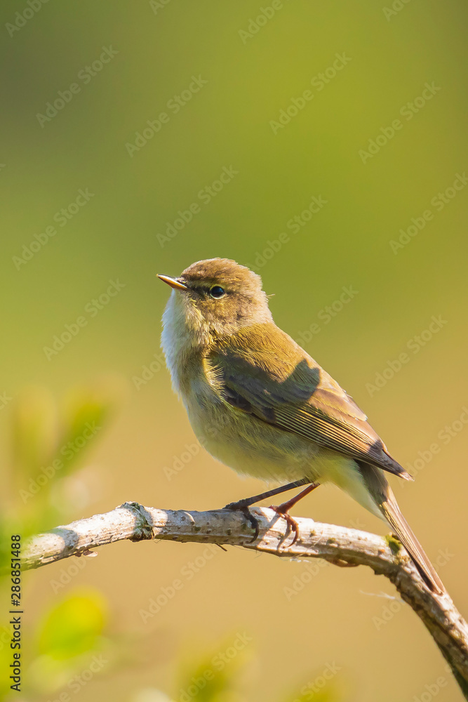 Fototapeta premium Common chiffchaff bird Phylloscopus collybita