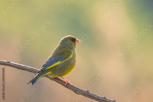 Greenfinch Chloris chloris bird singing