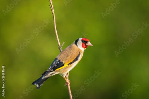Fototapeta European goldfinch bird, (Carduelis carduelis), perched eating seeds during Spri