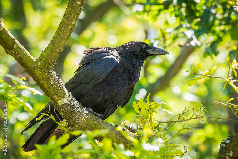Closeup of a carrion crow Corvus corone black bird perched in a tree Closeup of a carrion crow Corvus corone black bird perched in a tree