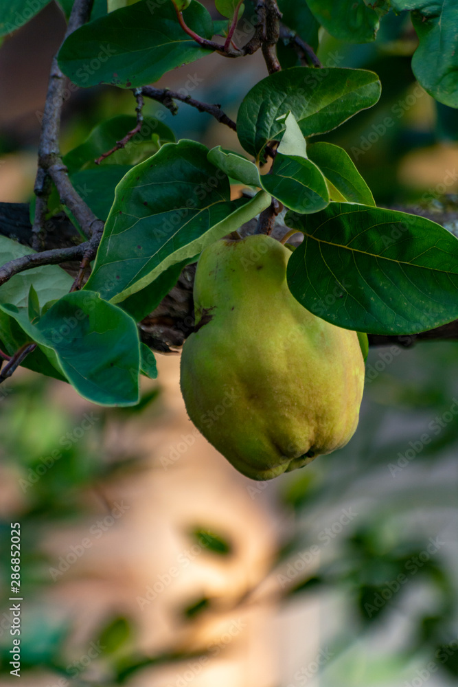 Yellow apple-quince fruits pirening on quince tree Yellow apple-quince fruits pirening on quince tree