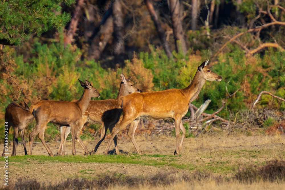 Female Red Deer doe or hind, Cervus elaphus Female Red Deer doe or hind, Cervus elaphus