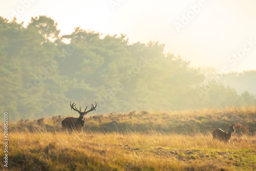 Male red deer stag cervus elaphus  rutting during sunset