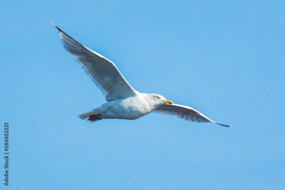 Gull flying above water