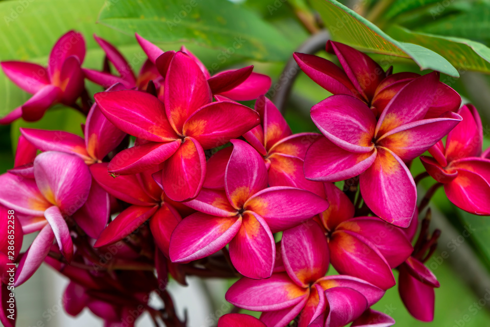 Branch of tropical red flowers frangipani (plumeria).