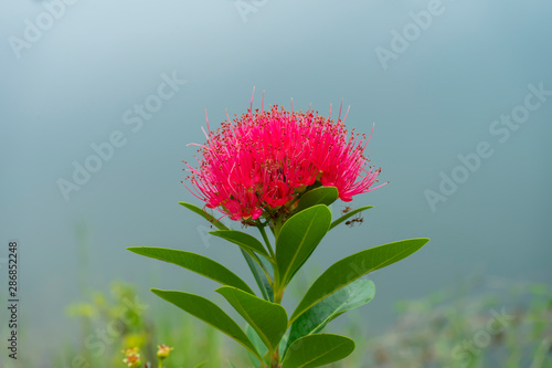 Pink penda flower (Xanthostemon chrysanthus)