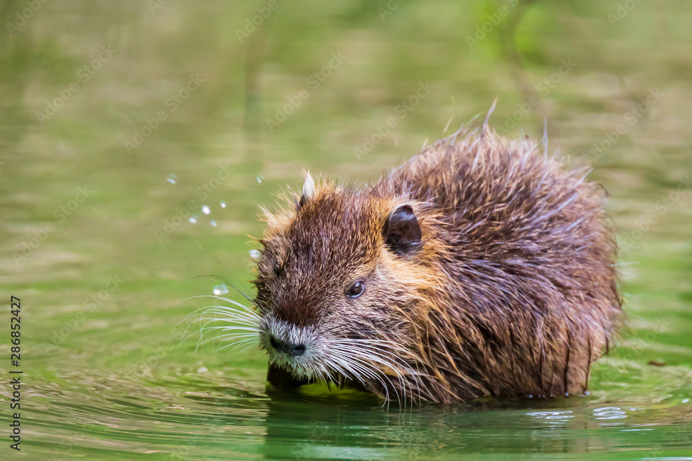 Closeup of a muskrat Ondatra zibethicus or nutria Myocastor coypus rodent Closeup of a muskrat Ondatra zibethicus or nutria Myocastor coypus rodent