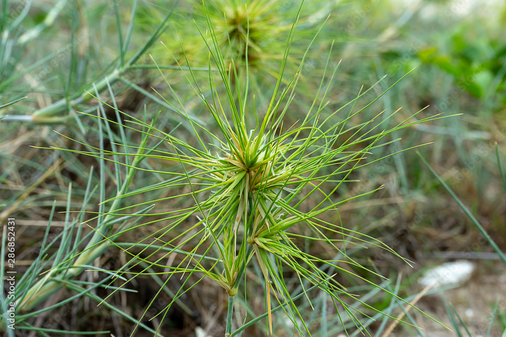Close up Spinifex littoreus grass on the beach. Close up Spinifex littoreus grass on the beach.