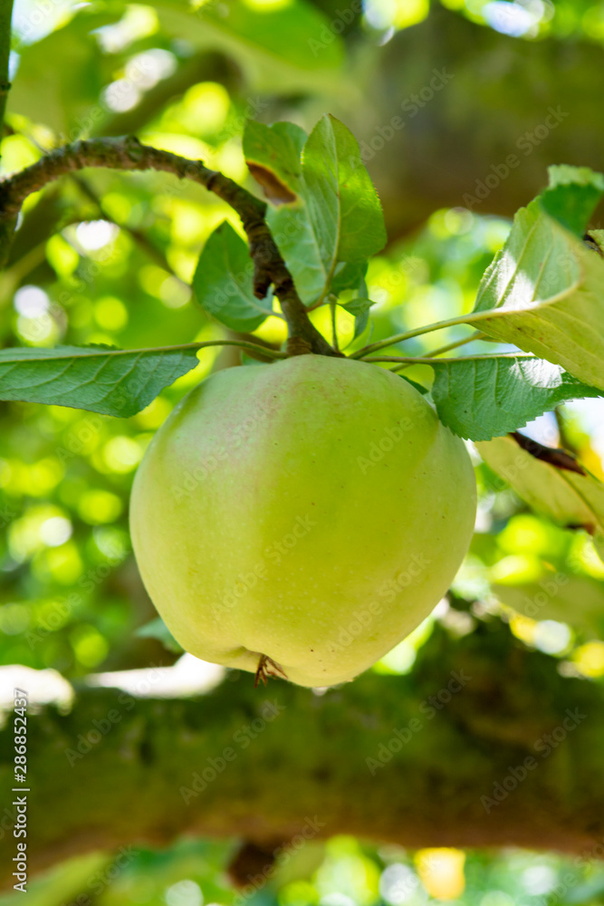 Eco farm with biological orchard, organic apples ripening on apple tree Eco farm with biological orchard, organic apples ripening on apple tree