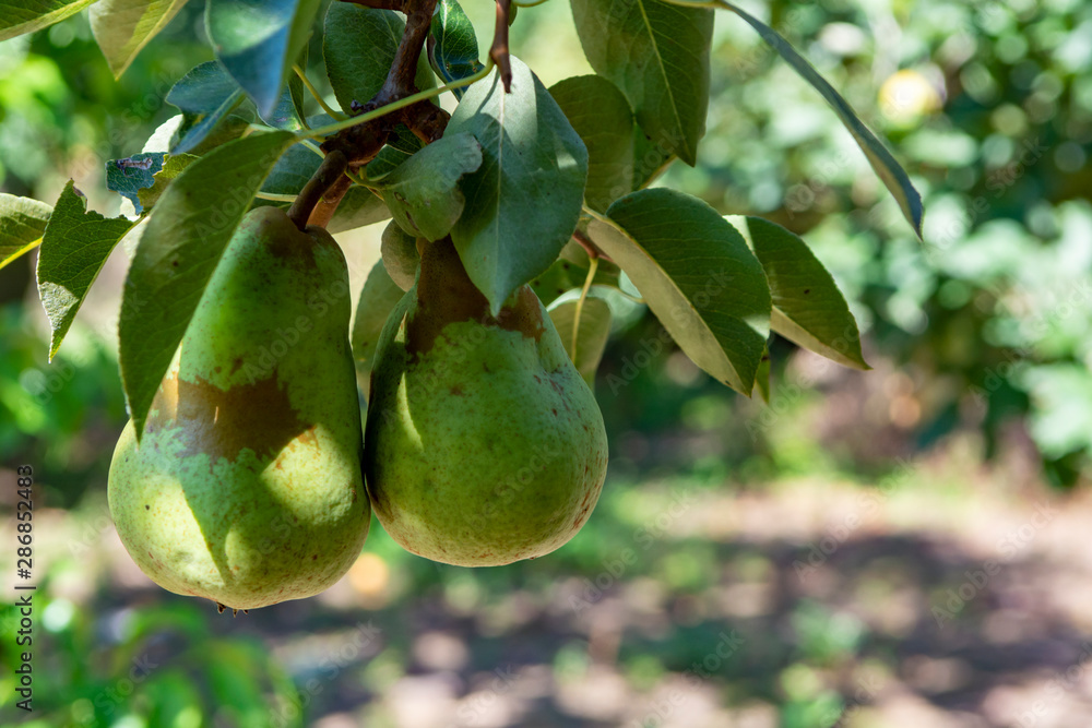 Eco farm with biological orchard, organic conference pear fruit ripening on tree Eco farm with biological orchard, organic conference pear fruit ripening on tree