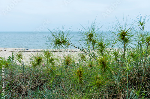 Close up Spinifex littoreus grass on the beach.