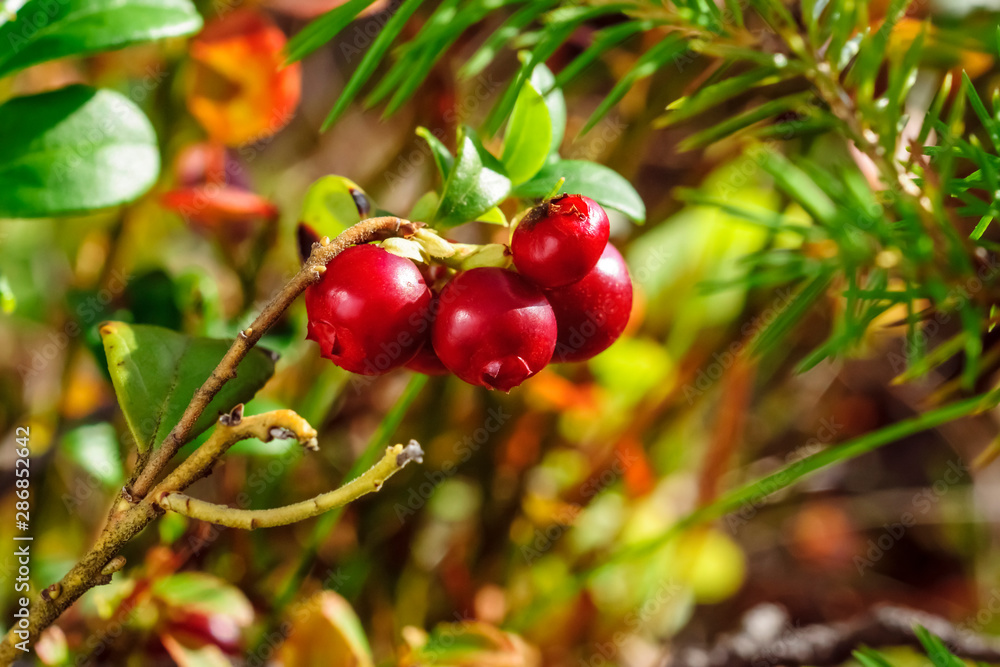 Wild ripe red lingonberries in sunny forest