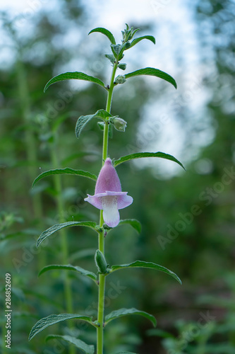 Pink flower of Sesame Plant. photo