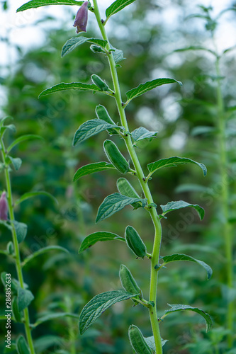 Sheath of Sesame Plant