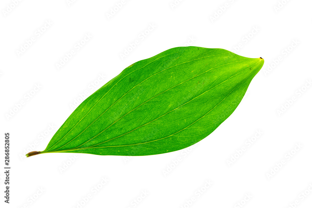 Obraz premium Close up of Acacia mangium leaves