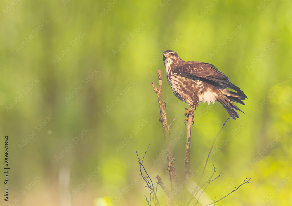 Fototapeta premium Common buzzard, Buteo buteo bird of prey , in flight, touching down and hunting
