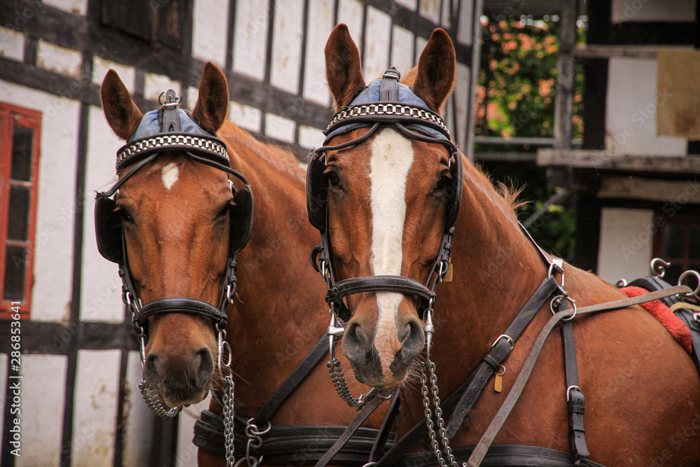 Obraz premium horses
