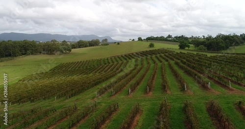 Wallpaper Mural Slow flying over vineyards on brown soil in Hunter Valley of NSW, Australia – agriculture cultivated wine producing estate and farm seen from above. Torontodigital.ca