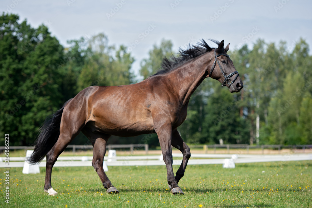 beautiful brown horse running on a field