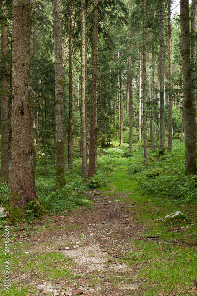 Naklejka premium Ścieżka w lesie