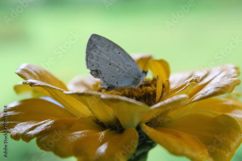 butterfly on flower © Kishan Shekhada