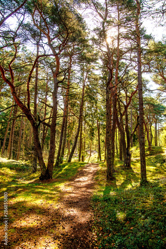 forest at the Baltic sea in Poland