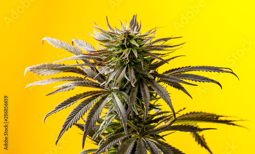cannabis marijuana plant bud on an bright yellow background