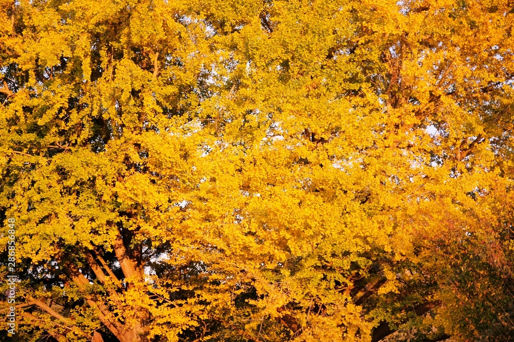 黄金の里　紅葉