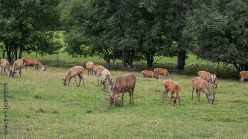 Herd of deer grazing in field