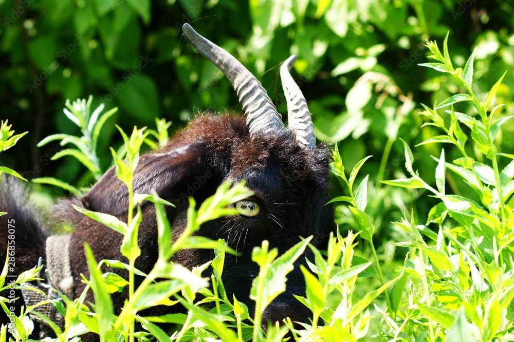 The black goat grazes among the green grasses The black goat grazes among the green grasses