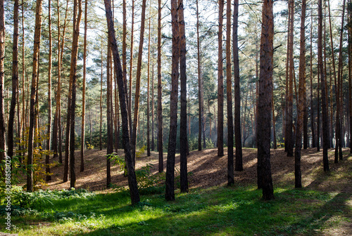 Autumn coniferous forest in the early morning in a foggy haze