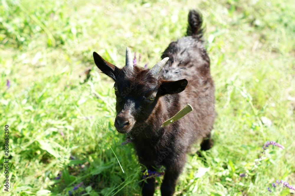 Dark goat on summer meadow - selective focus Dark goat on summer meadow - selective focus