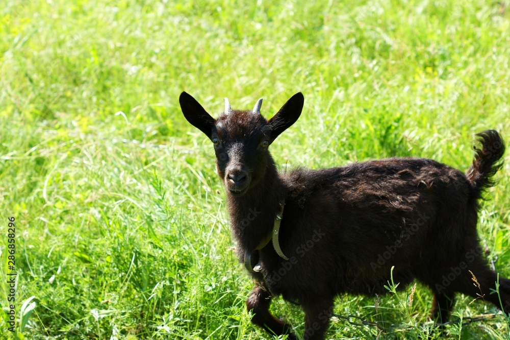 Dark goat on summer meadow - selective focus Dark goat on summer meadow - selective focus