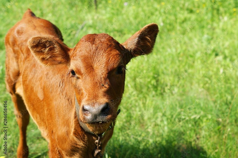 Red pied young calf bull is peeing, urinating in a pasture. Red pied young calf bull is peeing, urinating in a pasture.