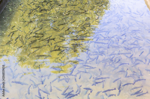 Φωτογραφία Rainbow trout (Oncorhynchus mykiss) in hatchery raceway